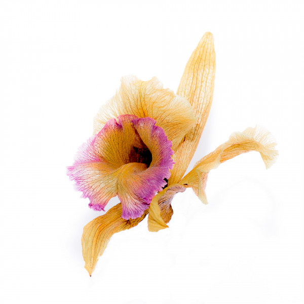 Orchidée Gil Stroh